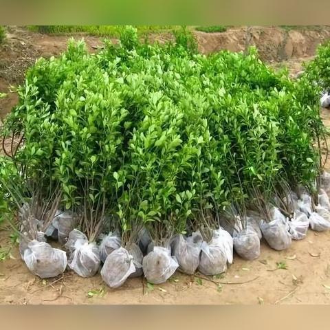 最新苗木品种概览，科技与自然融合之美