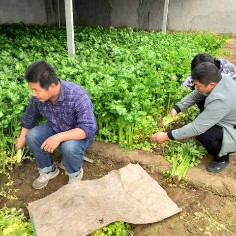 沂南芹菜价格走势分析