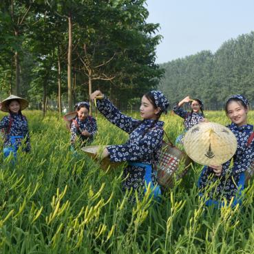 淮阳大蒜价格走势分析