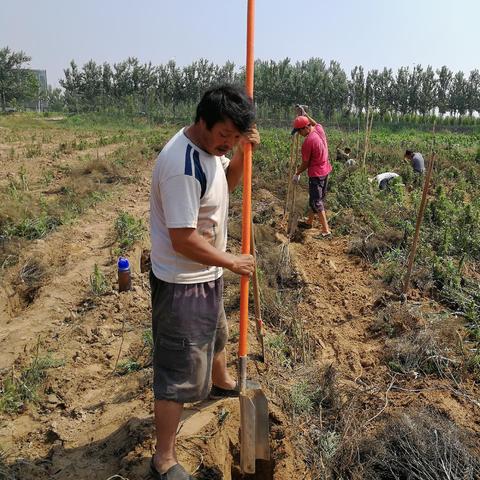 白山药最新价格走势分析