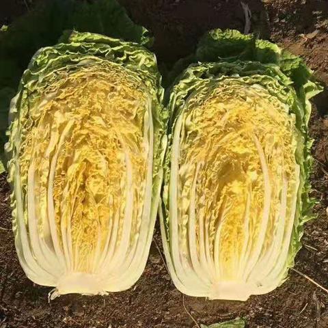 最新皇播平台，数字娱乐新纪元引领者