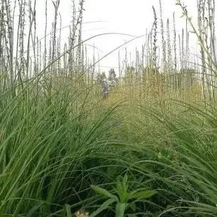 毛知母最新价格走势分析