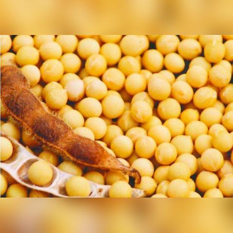 豆粕最新价格走势分析