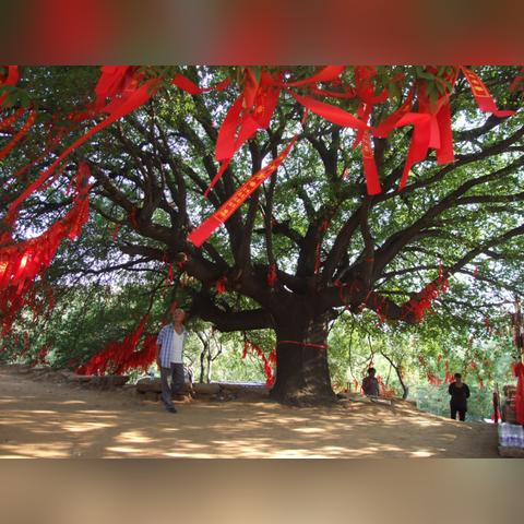 禹州会谱最新概览