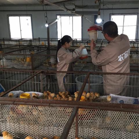 土鸡市场走势分析，最新行情报告